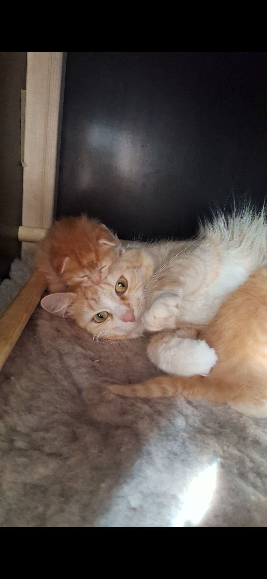 Moeder van Prachtige 3/4 Maine Coon & Noorse Boskat tijgertjes