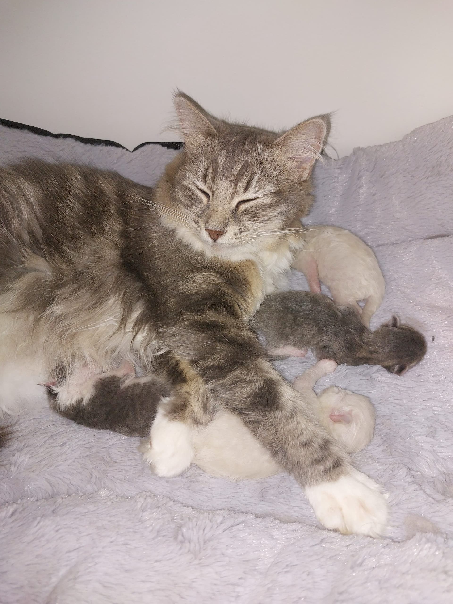 Moeder van ragdoll kittens zijn klaar om naar hun for ever home te gaan