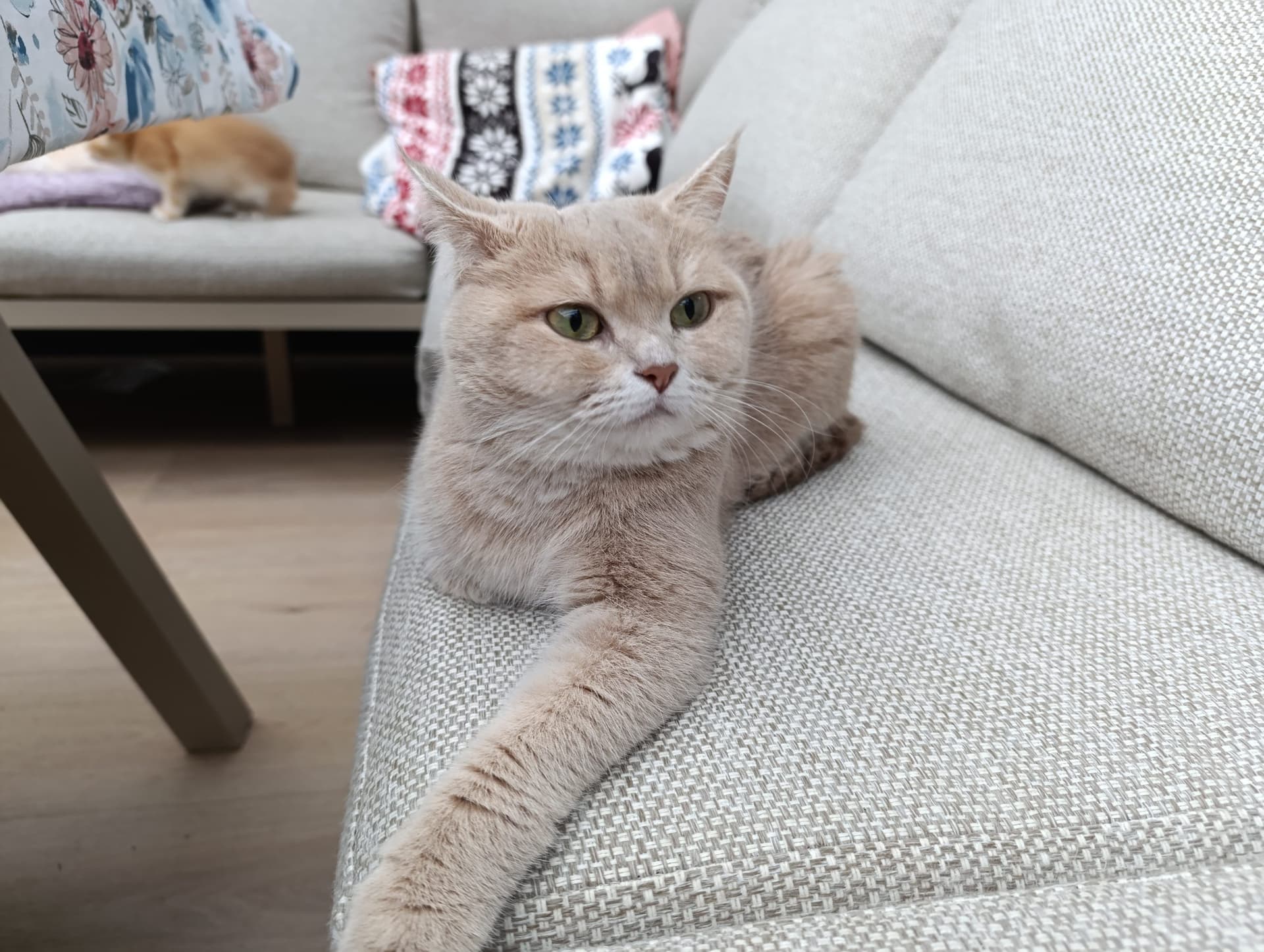 Moeder van Brits korthaar en langhaar kittens