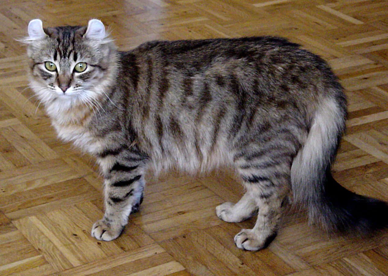 American Curl kat — nieuwsgierig, sociaal, opvallende oren