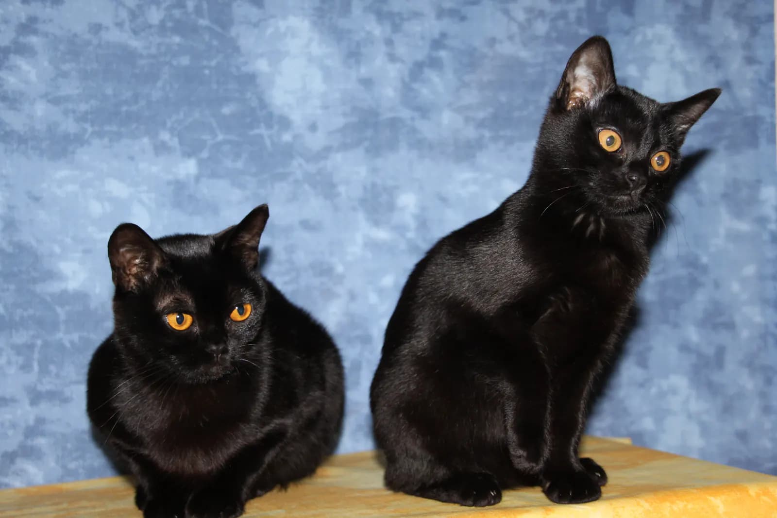 Bombay kat — aanhankelijk, glanzend zwart, sociaal