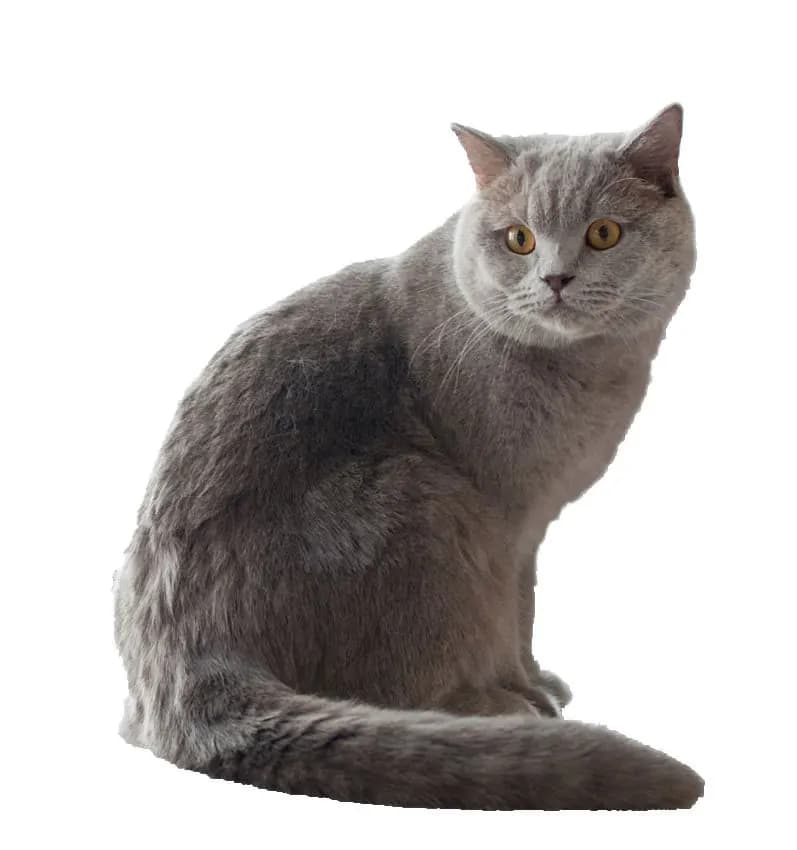 Britse Korthaar kat — kalm, zelfstandig, pluizig