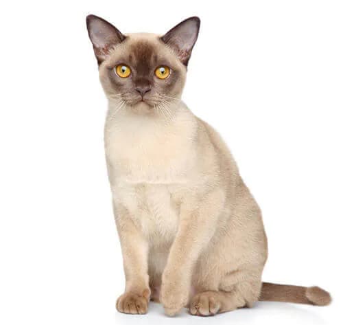 Burmees kat — hechting, zacht, spraakzaam