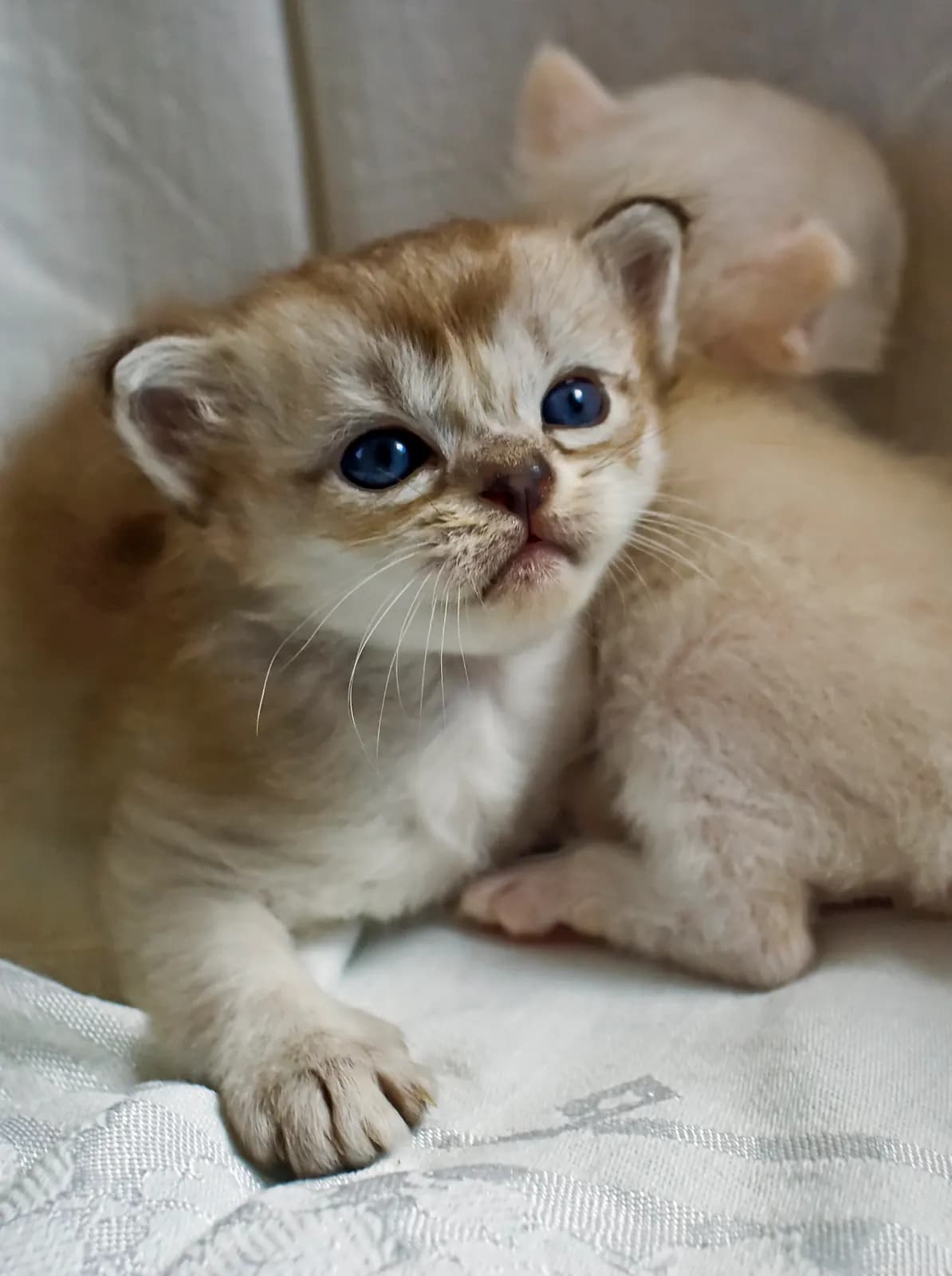 Burmilla kat — zacht, speels, sociaal