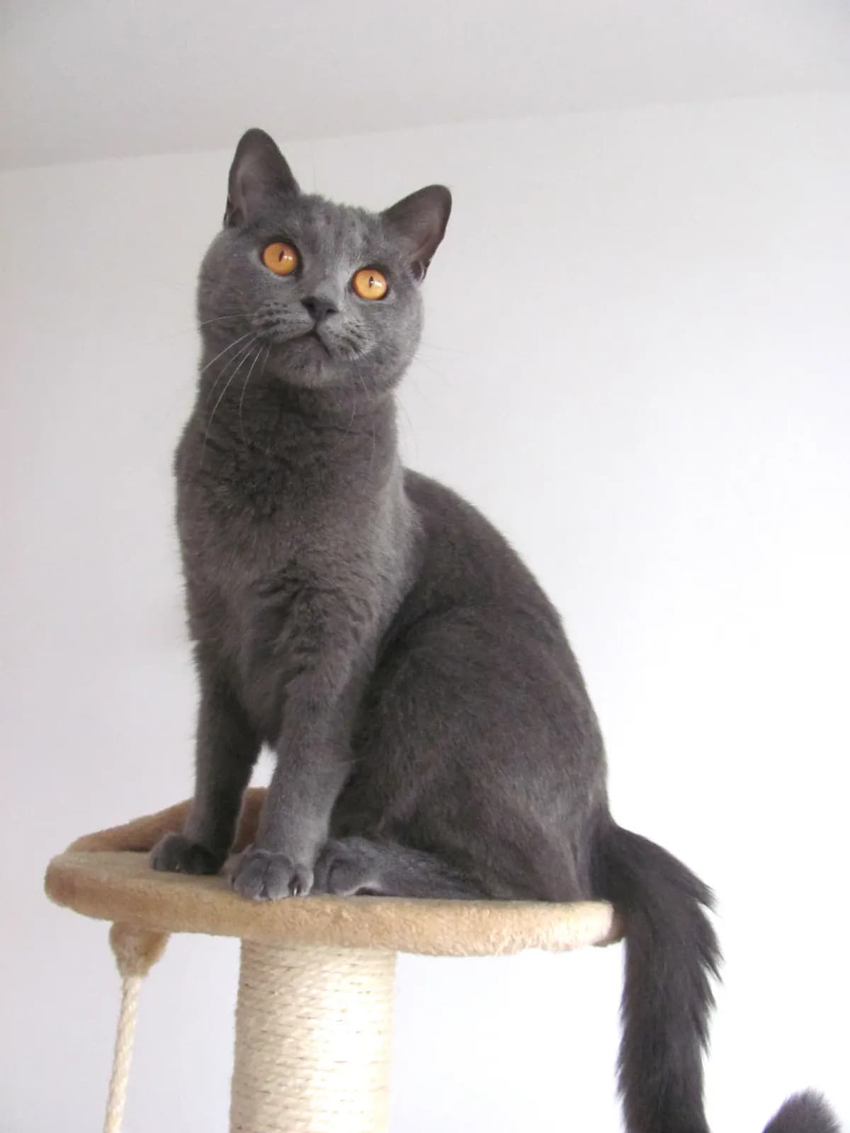 Chartreux kat — kalm, stil, honkvast
