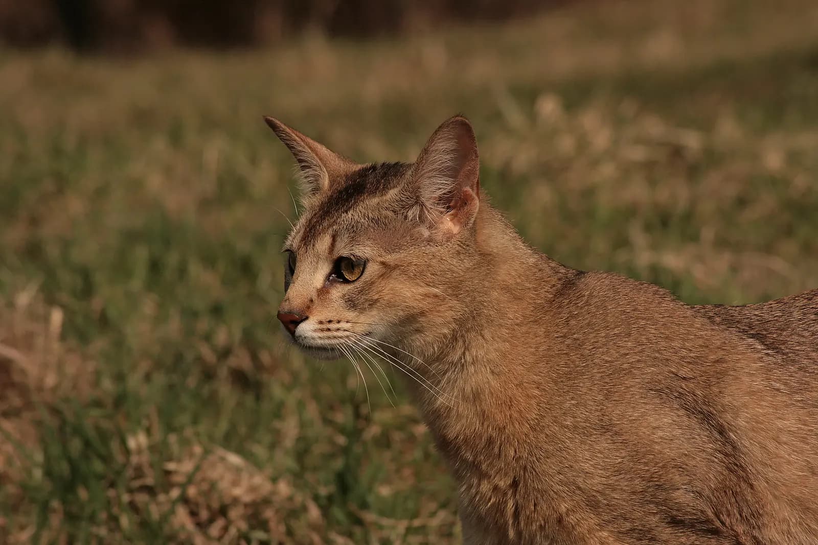 Chausie kat — atletisch, energiek, wild uiterlijk