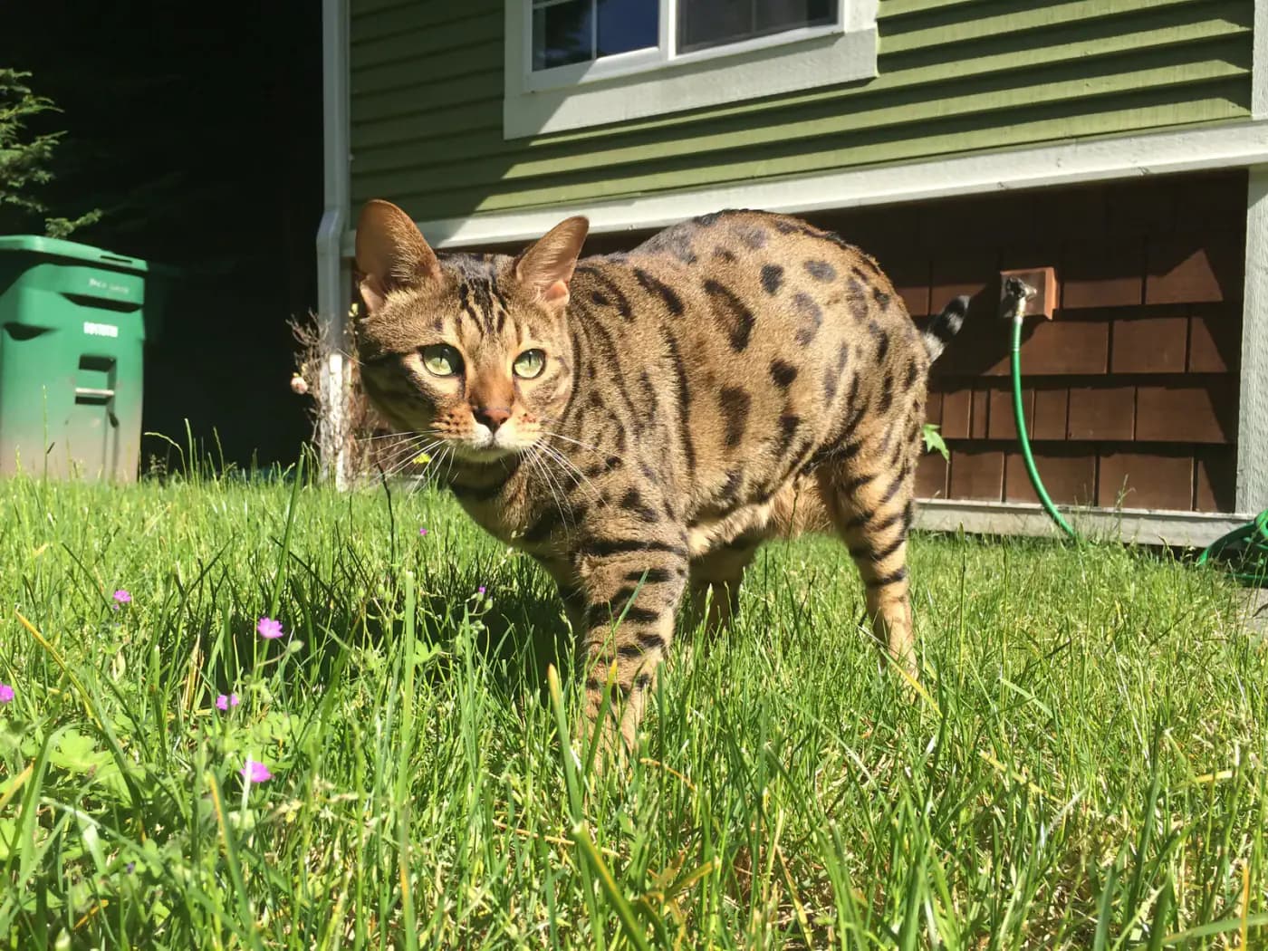 Cheetoh kat — zeldzaam, atletisch, exotisch