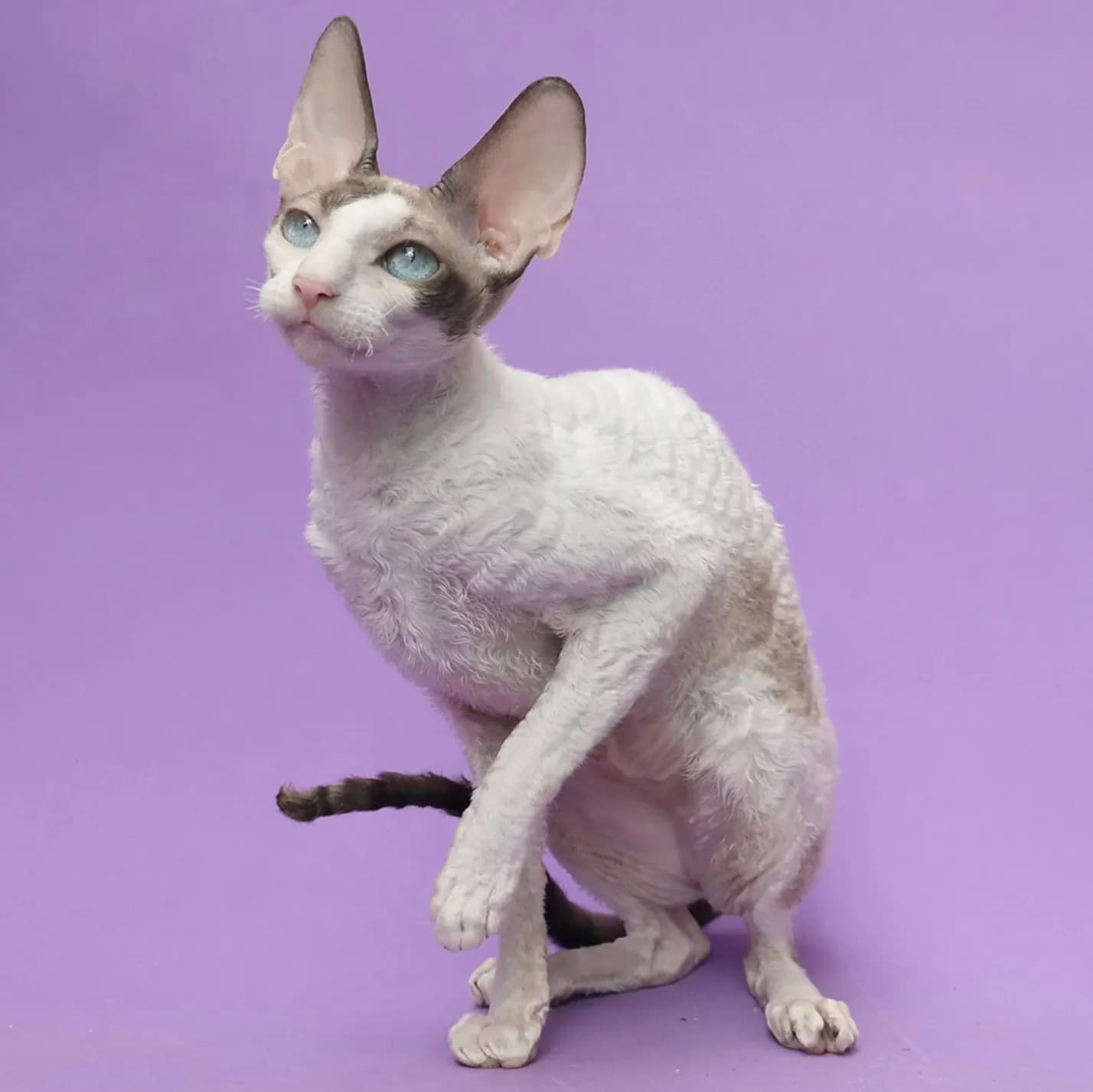 Cornish Rex kat — golvend haar, levendig, eigenzinnig