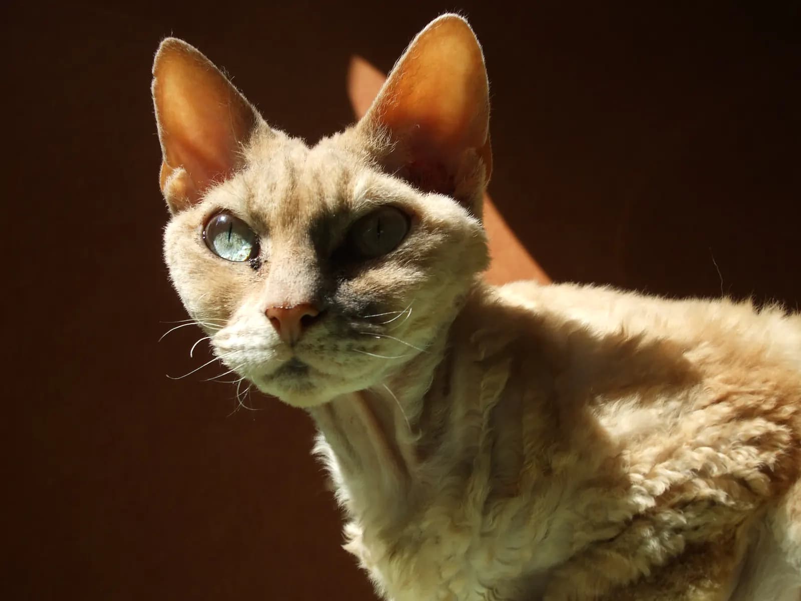 Devon Rex kat — elfachtig, speels, knuffelbaar