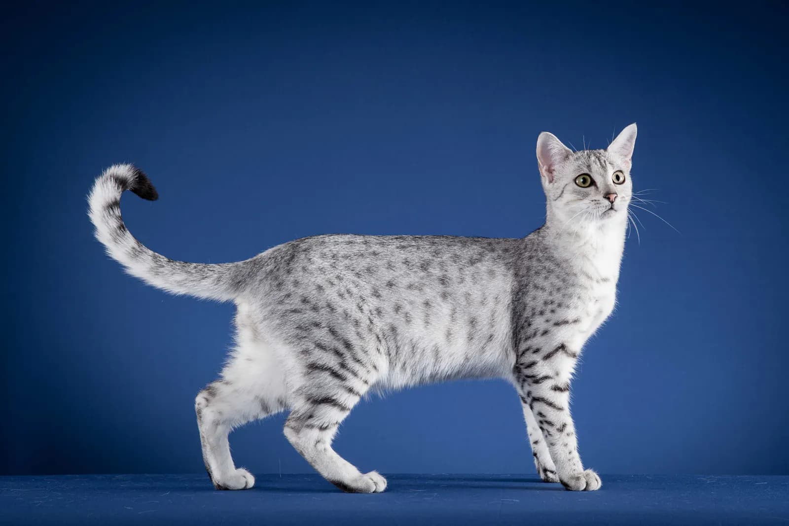 Egyptische Mau kat — snel, alert, natuurlijk gevlekt