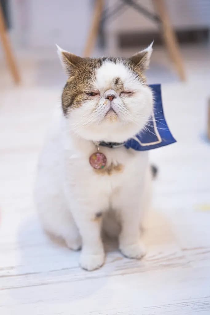 Exotic kat — kalm, pluizig, platte neus