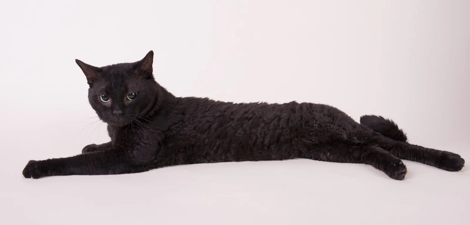 German Rex kat — zeldzaam, golvend haar, zachtaardig