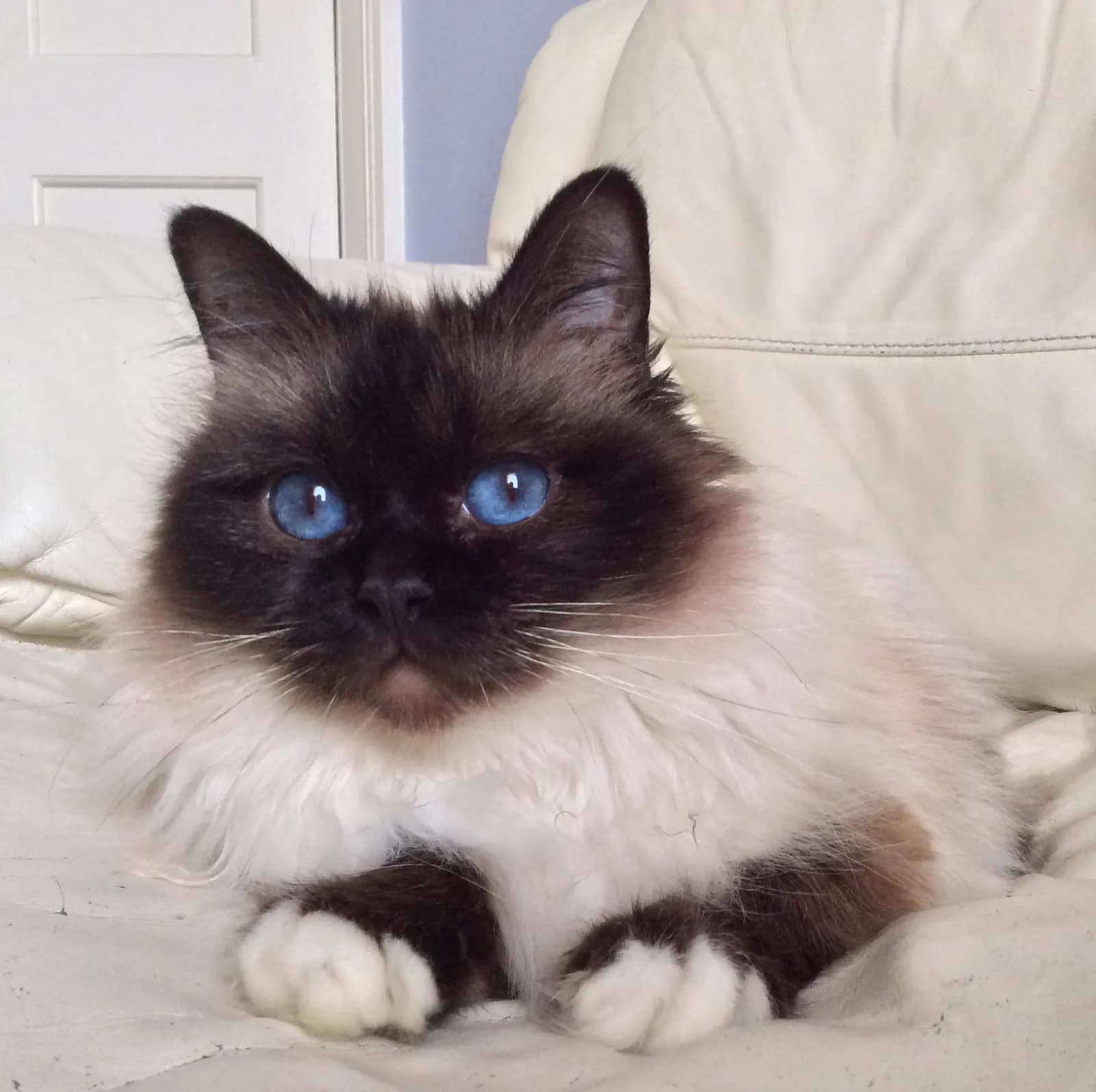 Heilige Birmaan kat — zacht, sociaal, witte handschoentjes