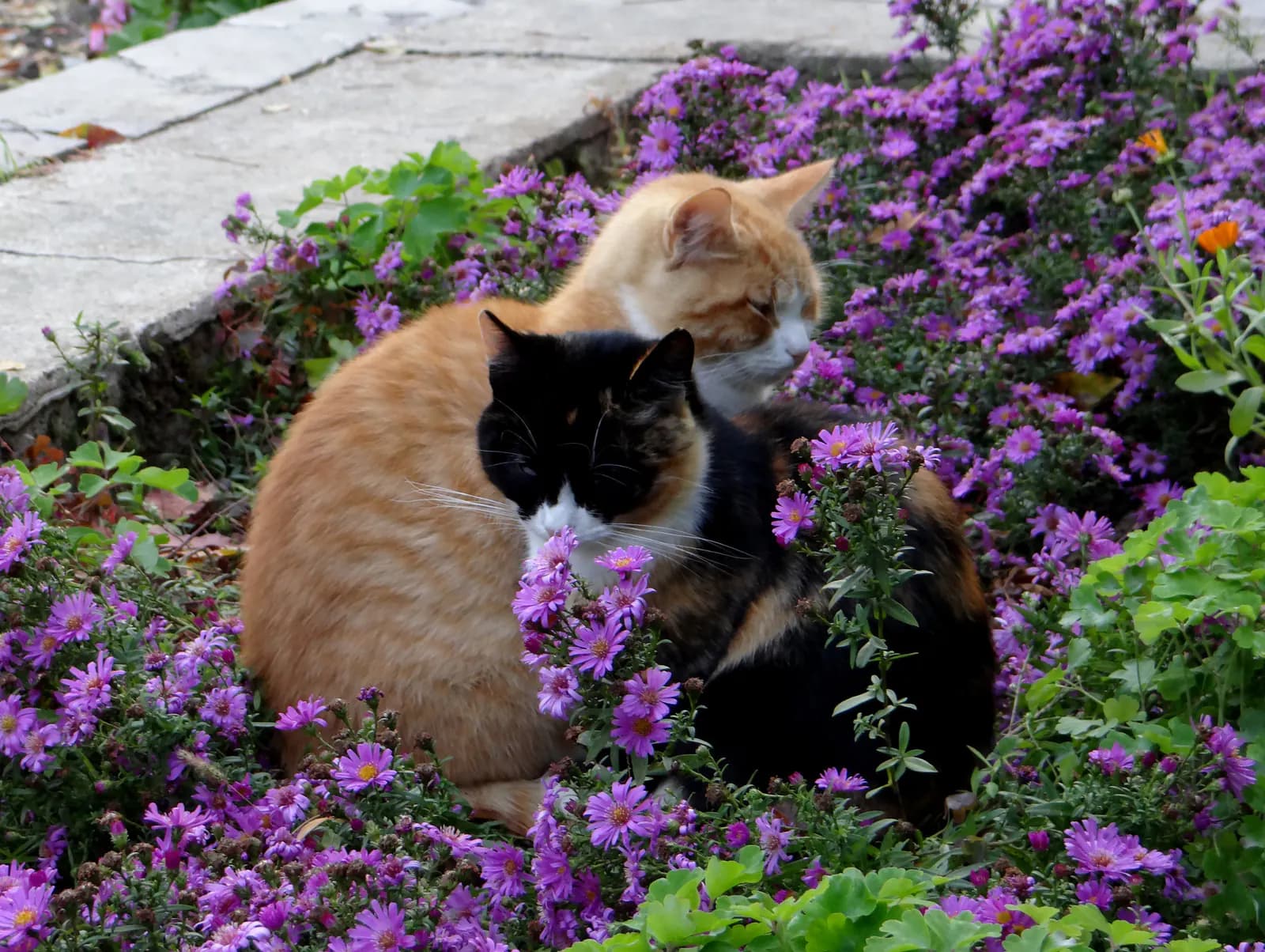 Huiskat kat — divers, uniek, huiskat
