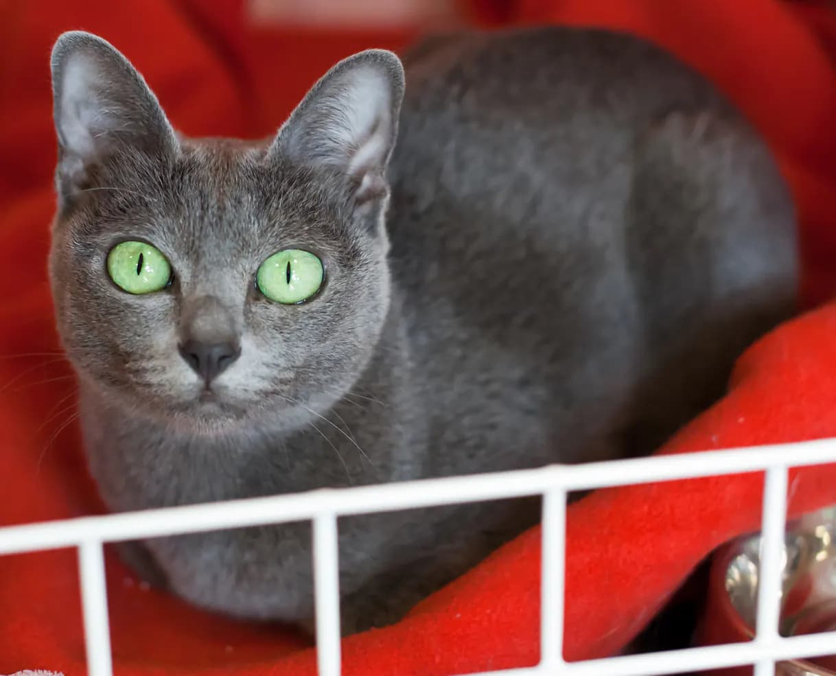 Korat kat — zilvergrijs, loyaal, alert