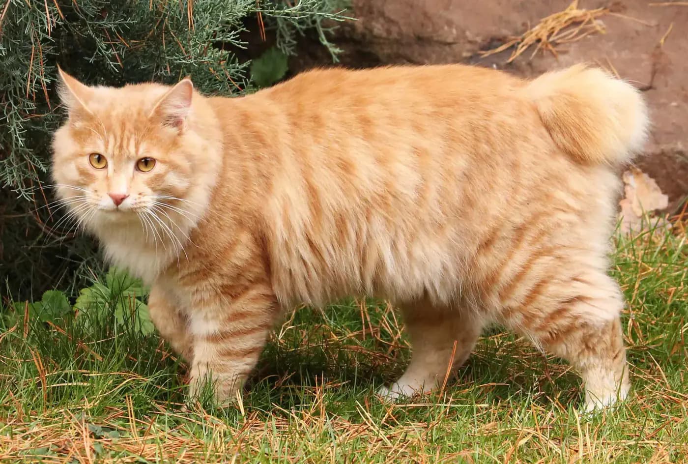 Kurilian Bobtail kat — robuust, jachtinstinct, kort staartje