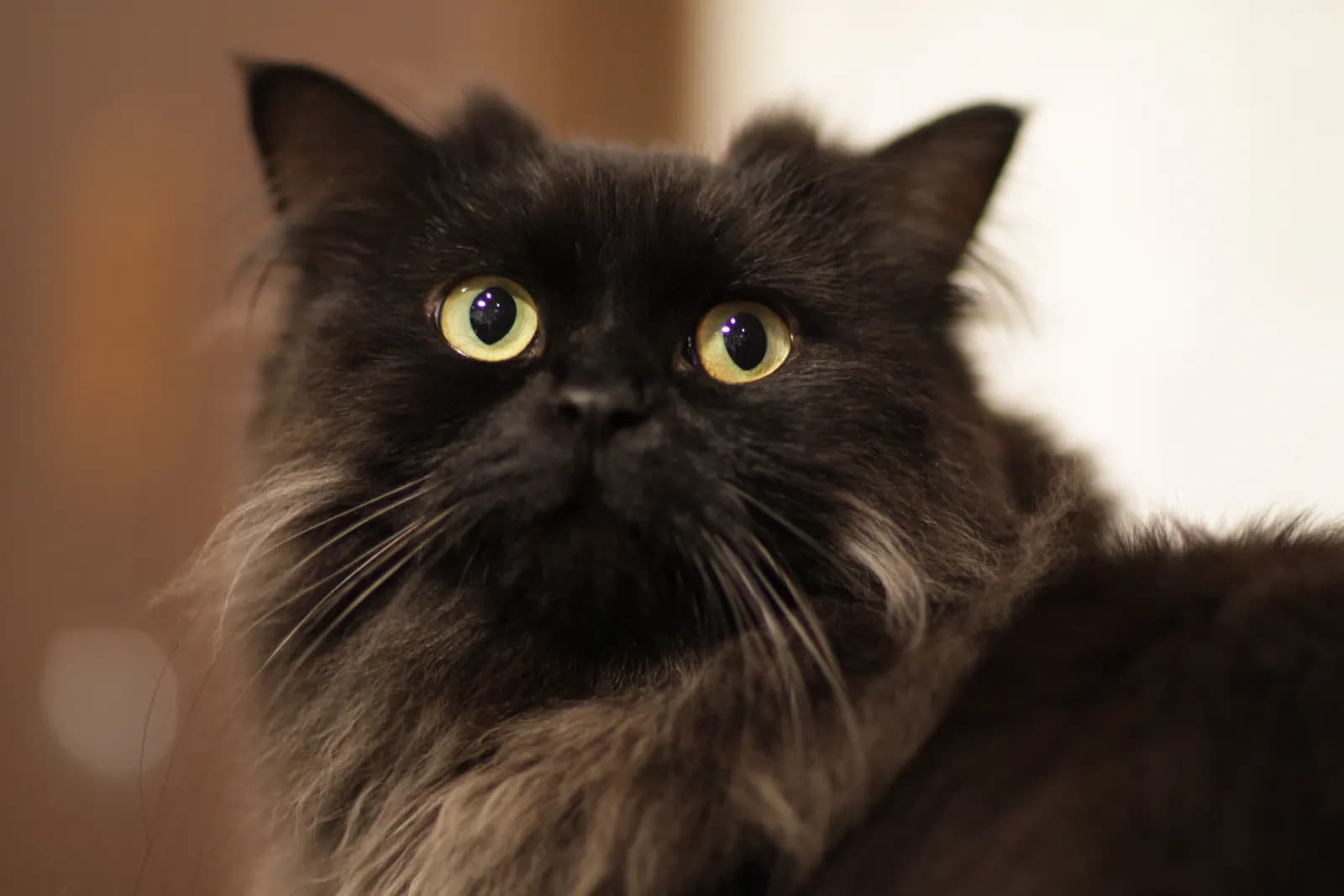 LaPerm kat — krullend haar, aanhankelijk, speels