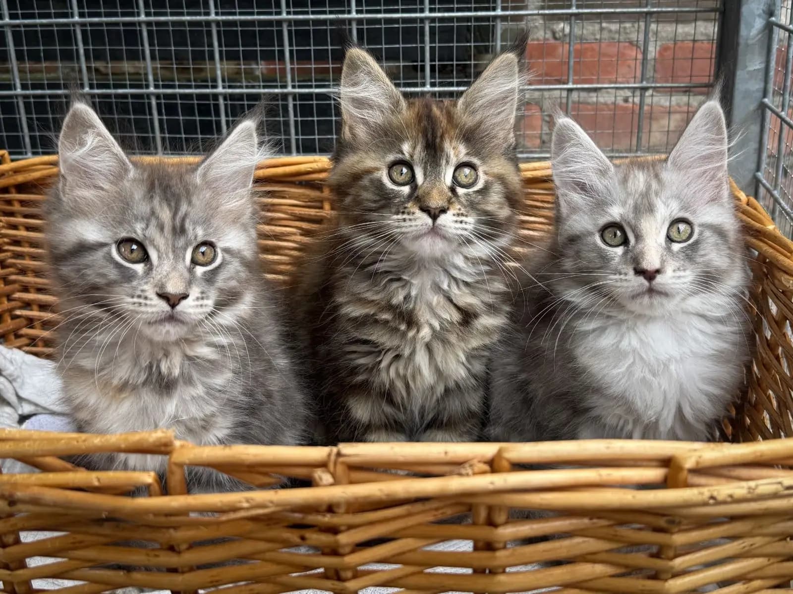 Maine Coon kat — groot, vriendelijk, hondsgetrouw