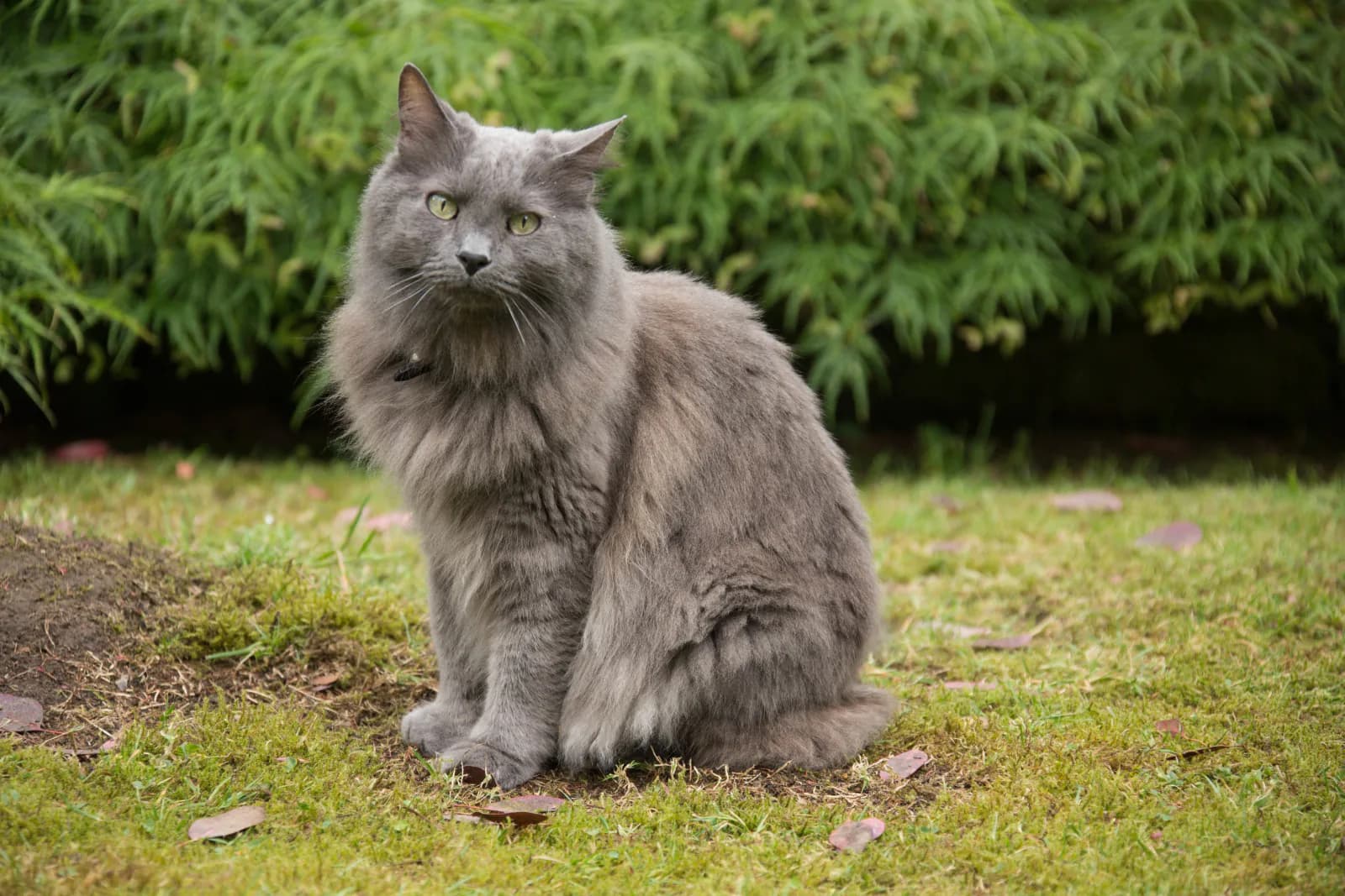 Nebelung kat — verlegen, loyaal, zijdezacht