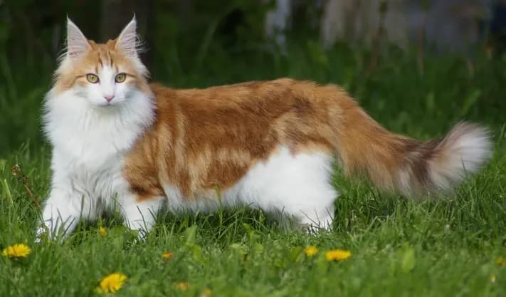 Noorse Boskat kat — robuust, zelfstandig, avontuurlijk