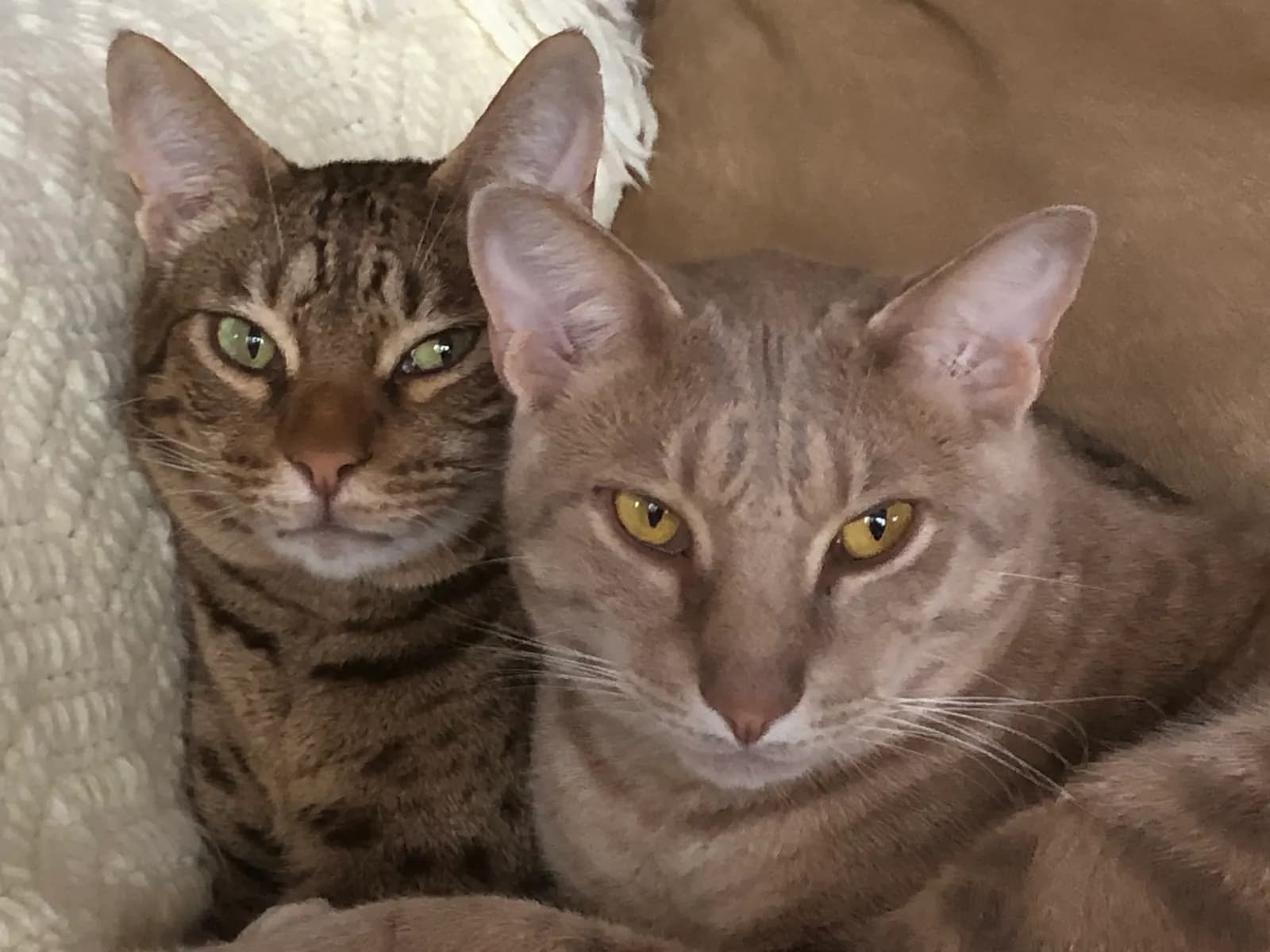 Ocicat kat — atletisch, gevlekt, sociaal
