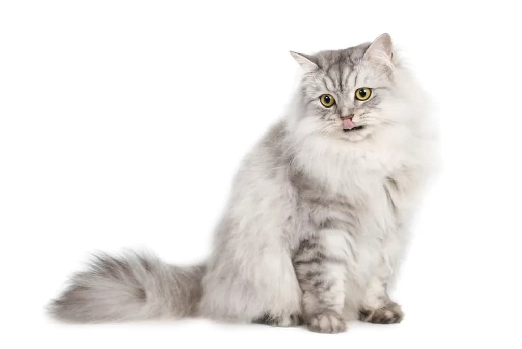 Pers kat — kalm, statig, pluizig
