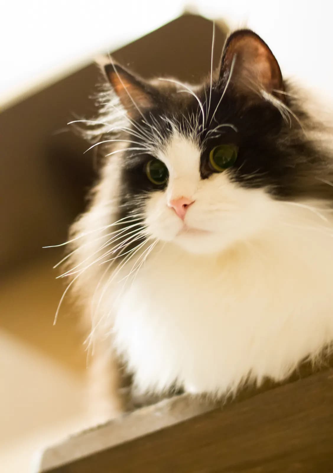 RagaMuffin kat — ontspannen, groot, knuffelbaar