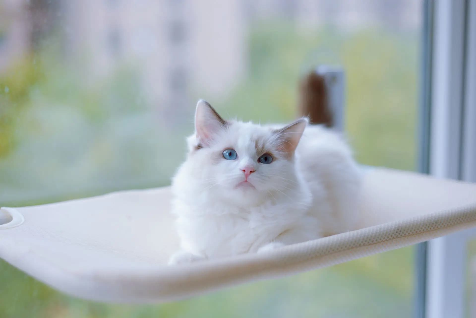 Ragdoll kat — ontspannen, groot, knuffelbaar