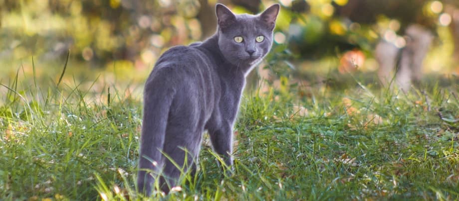 Russisch Blauw kat — verlegen, elegant, hypoallergeen