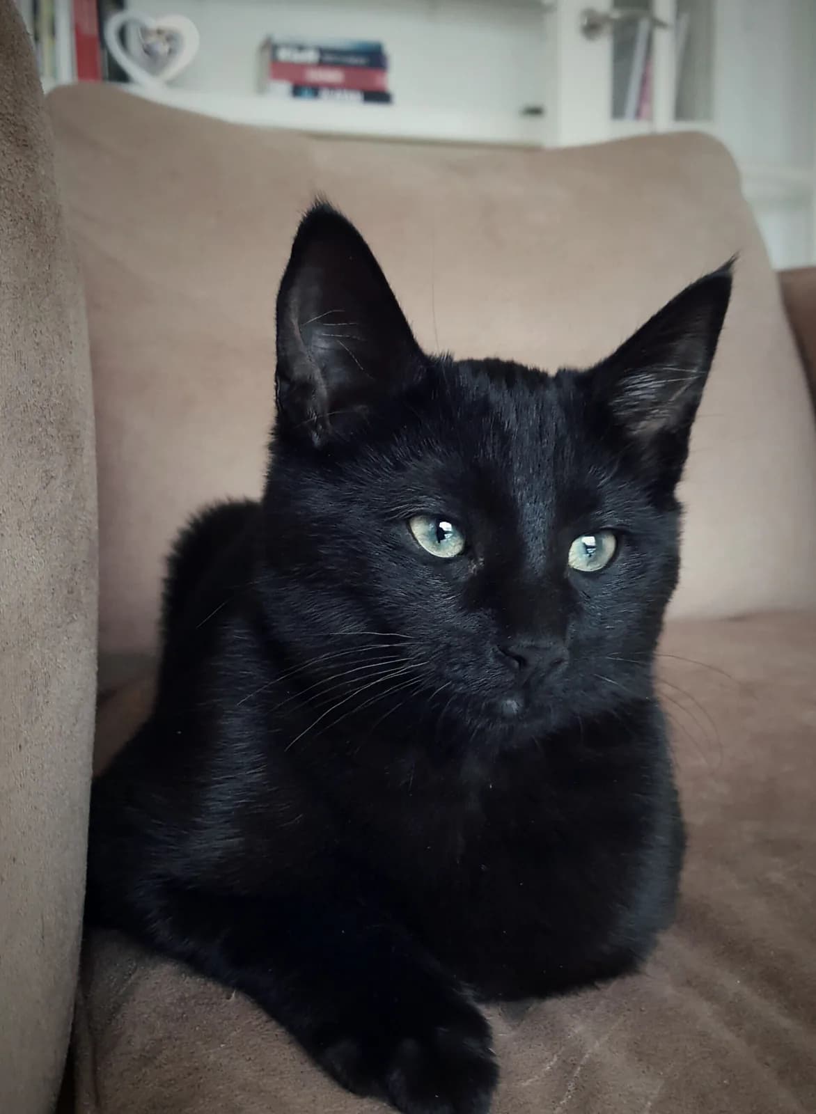 Russisch Zwart kat — elegant, verlegen, honkvast
