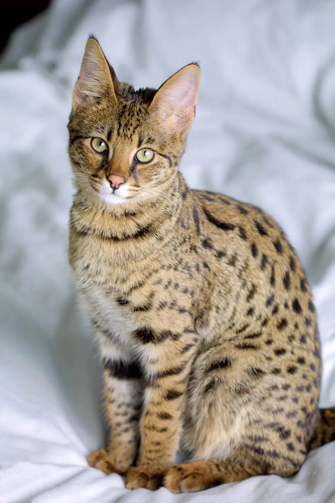 Savannah kat — exotisch, groot, actief
