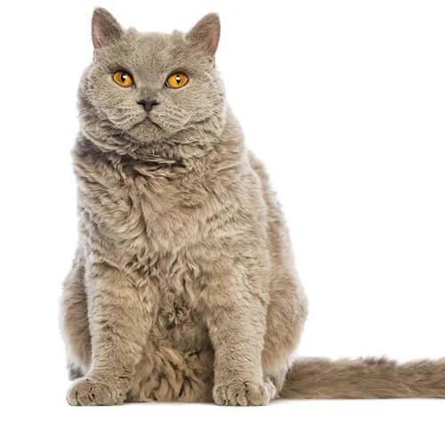 Selkirk Rex kat — krullend haar, rustig, aanhankelijk