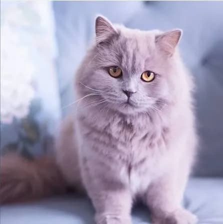 Selkirk Straight kat — gladharig, rustig, aanhankelijk