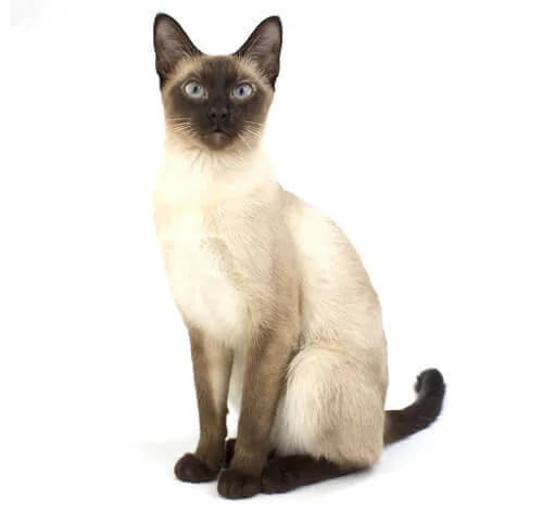 Siamees kat — spraakzaam, sociaal, klassiek