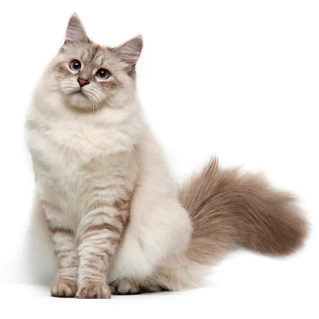 Siberische Kat kat — robuust, hypoallergeen, speels