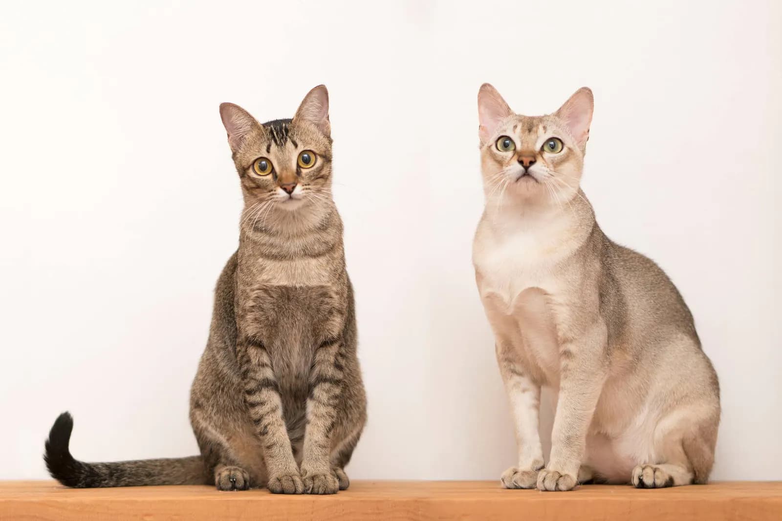 Singapura kat — klein, speels, nieuwsgierig