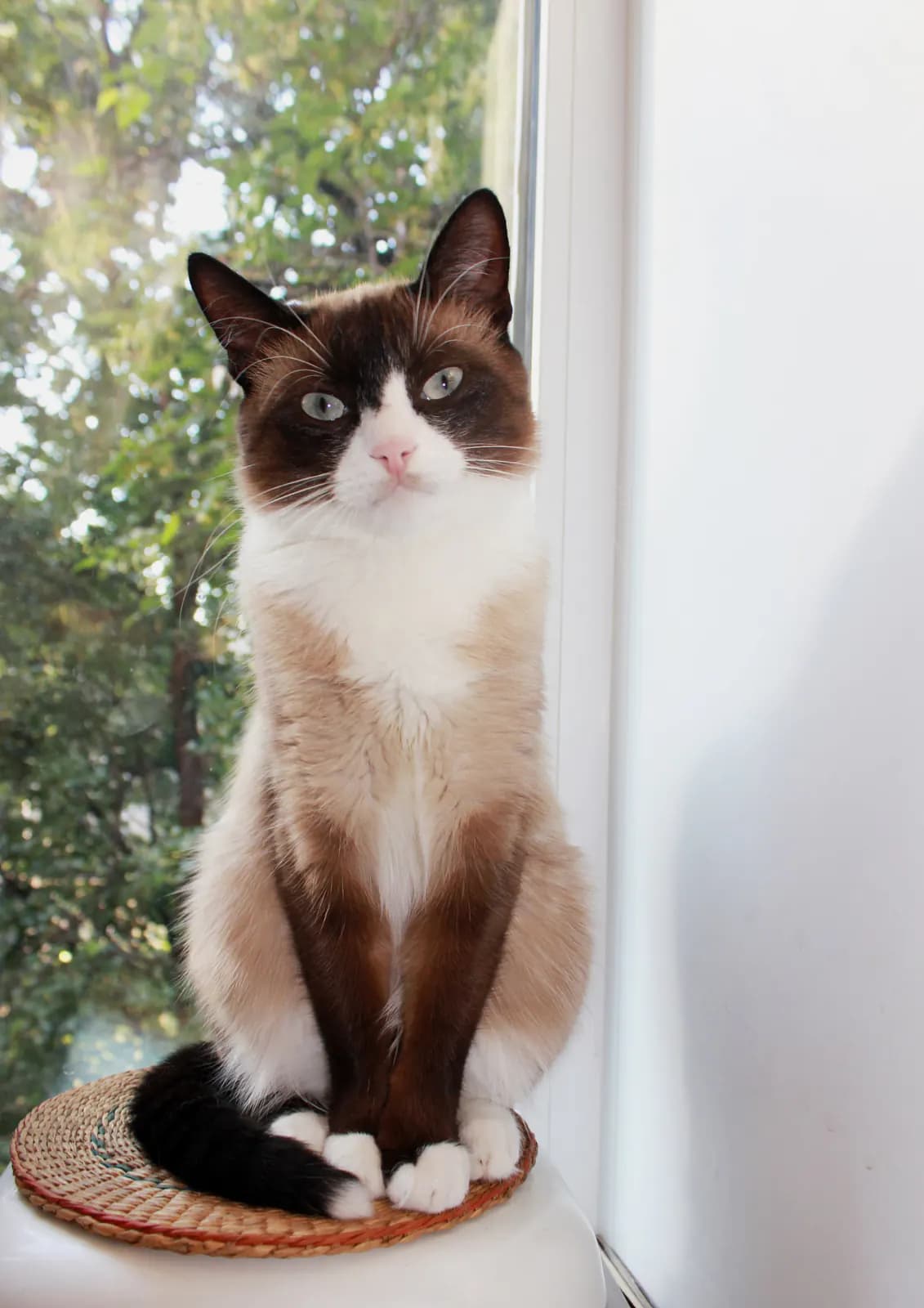 Snowshoe kat — sociaal, spraakzaam, witte pootjes
