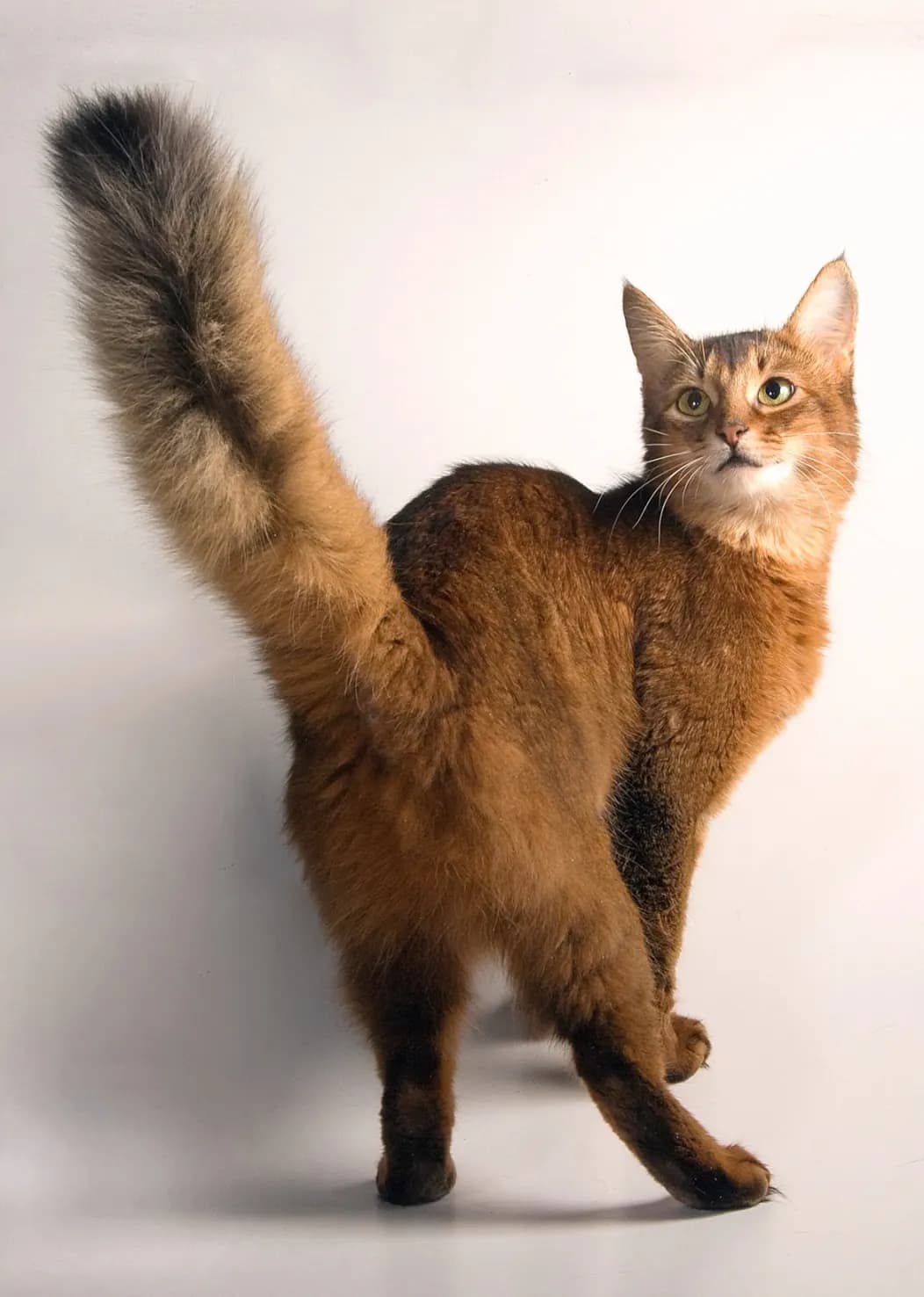 Somali kat — energiek, sociaal, vossenstaart