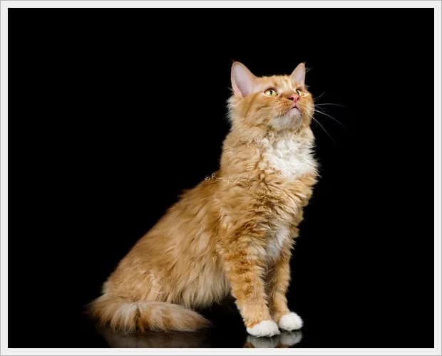 Tennessee Rex kat — zeldzaam, krullend haar, vriendelijk