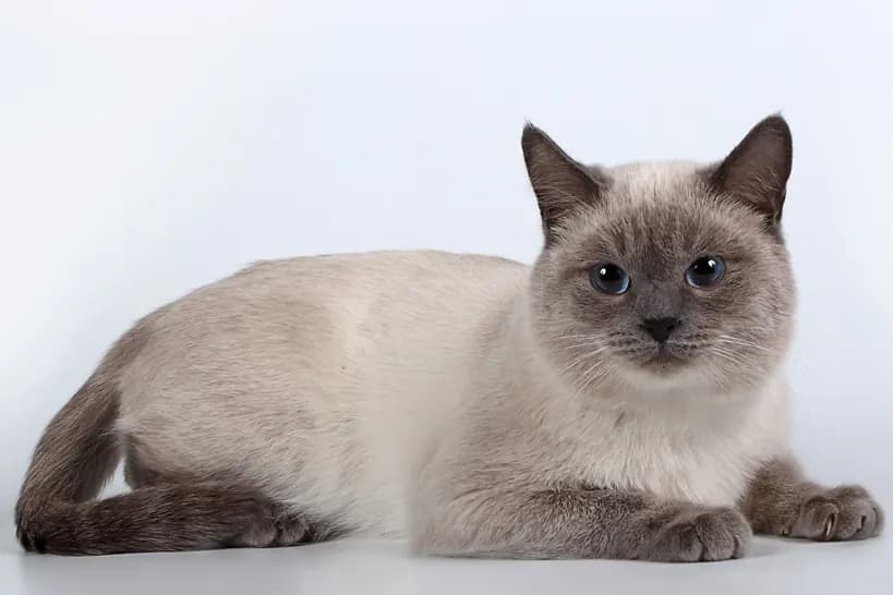 Thai kat — traditioneel, zacht, sociaal