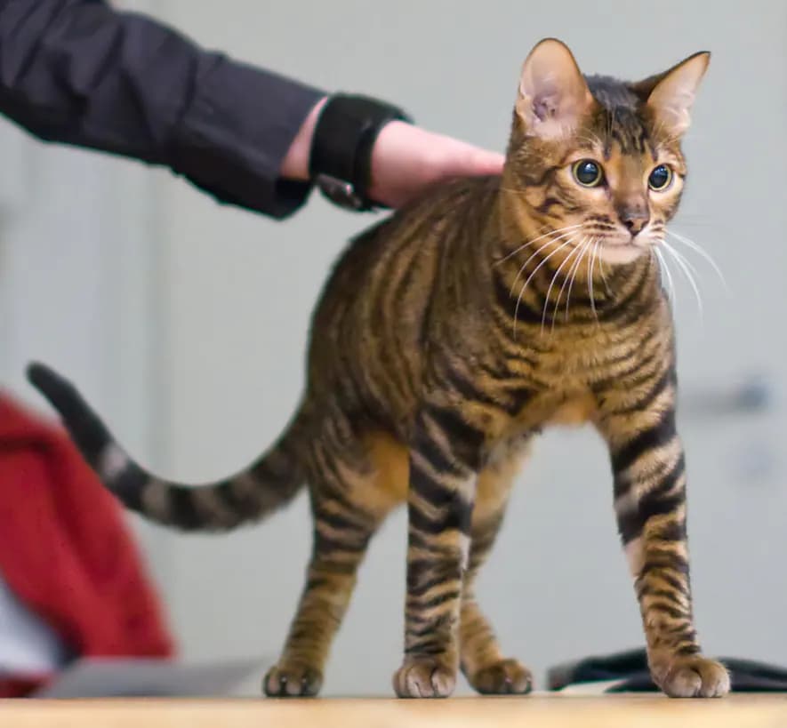Toyger kat — gestreept, atletisch, speels