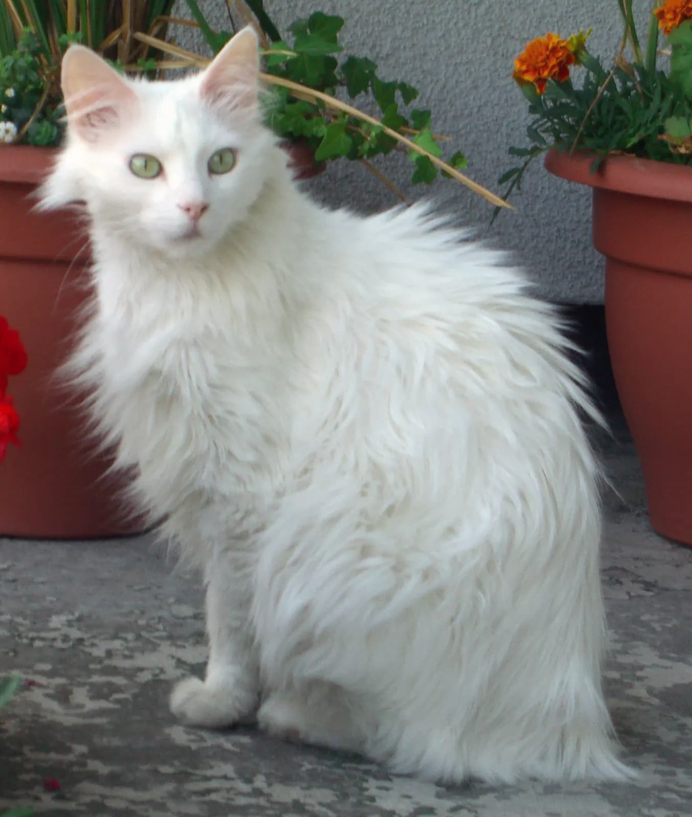Turkse Angora kat — sierlijk, intelligent, actief