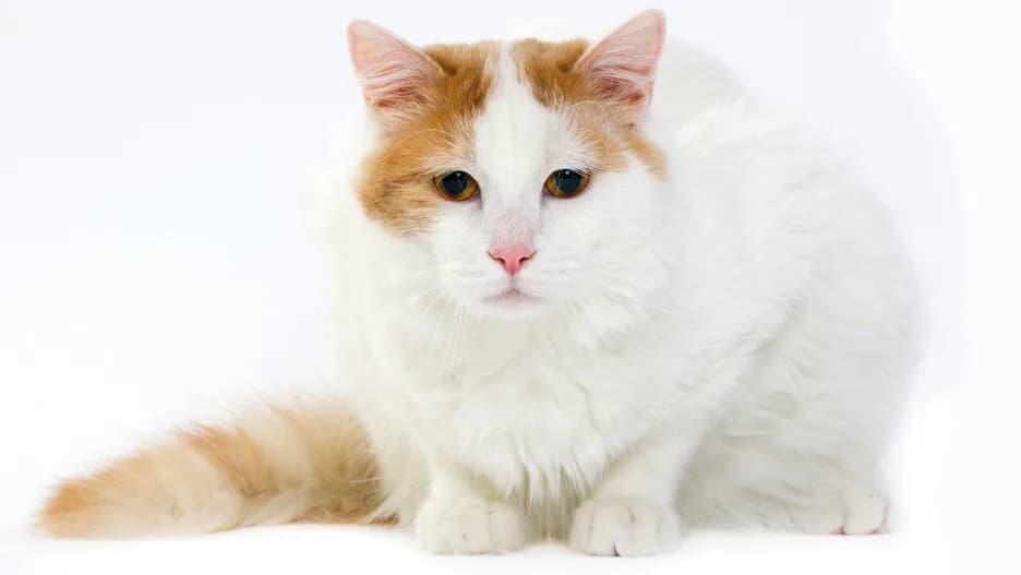 Turkse Van kat — waterminnend, sportief, eigenzinnig