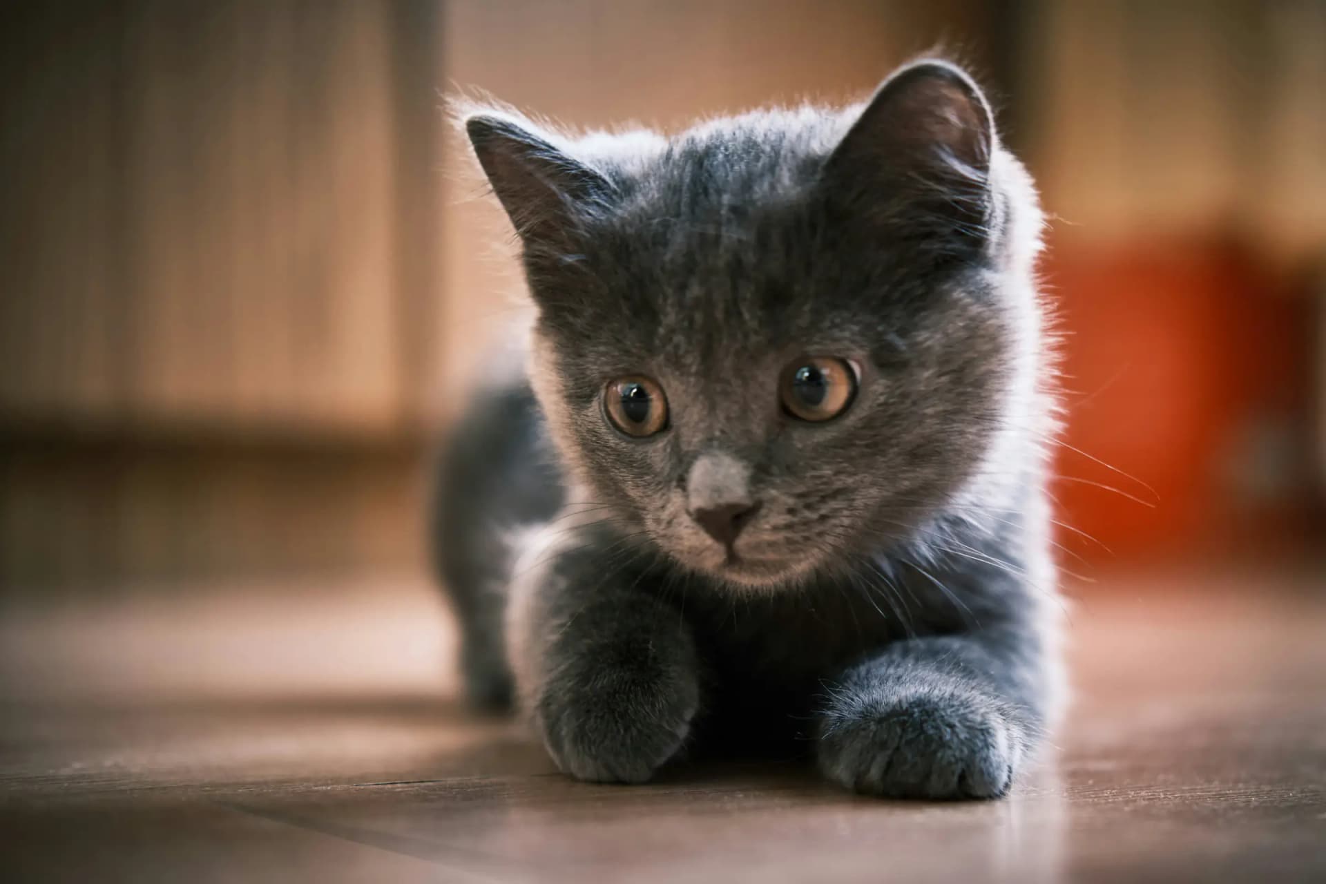 Kitten introduceren bij andere kat