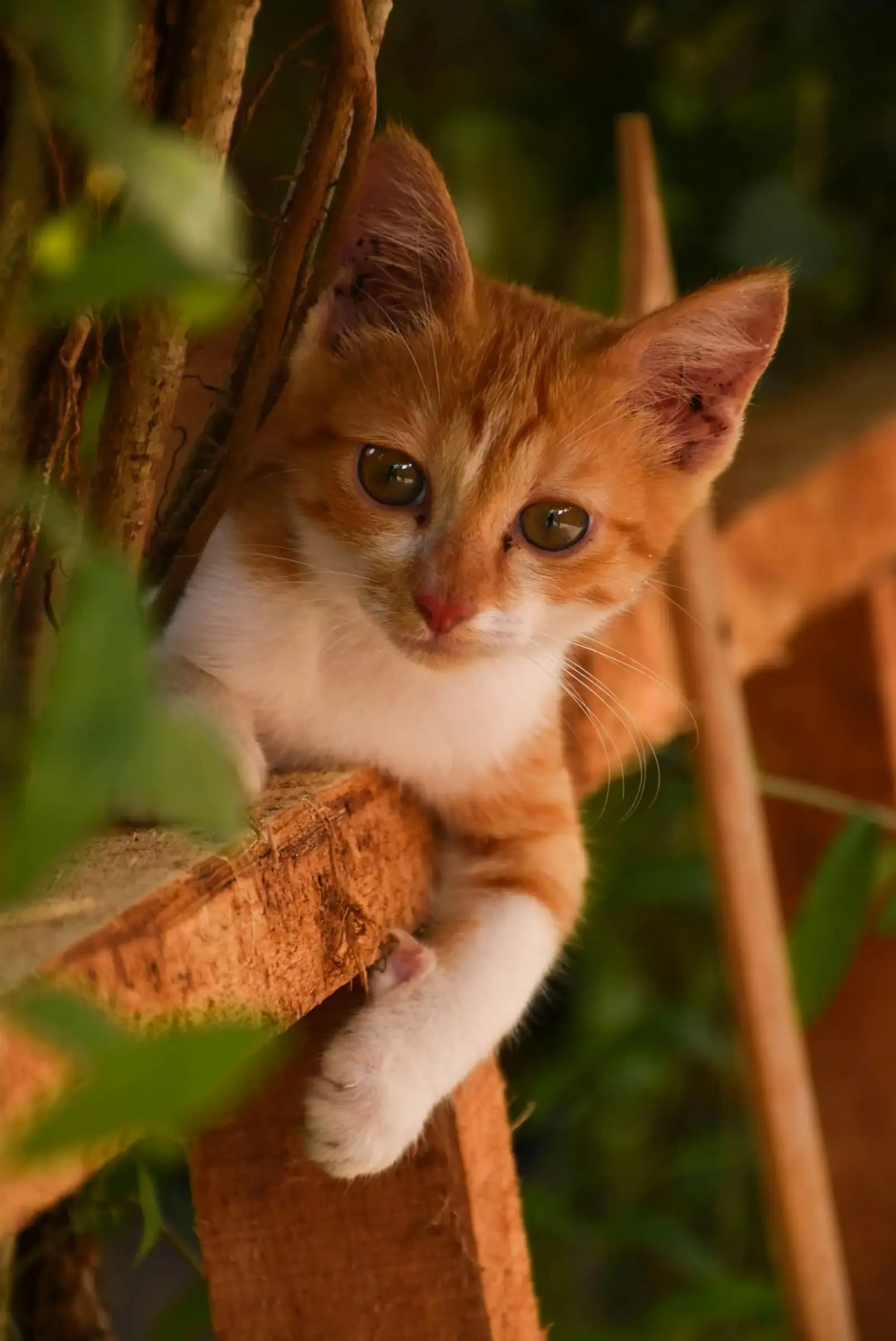 Vaccinatie kitten kosten: chip en paspoort