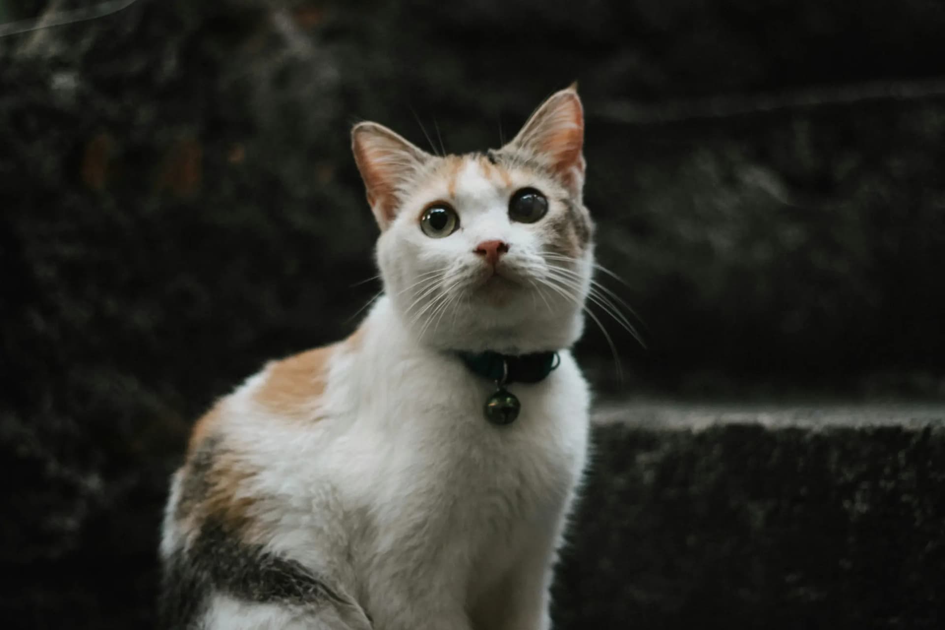 Kitten vaccinaties, chip en paspoort controleren