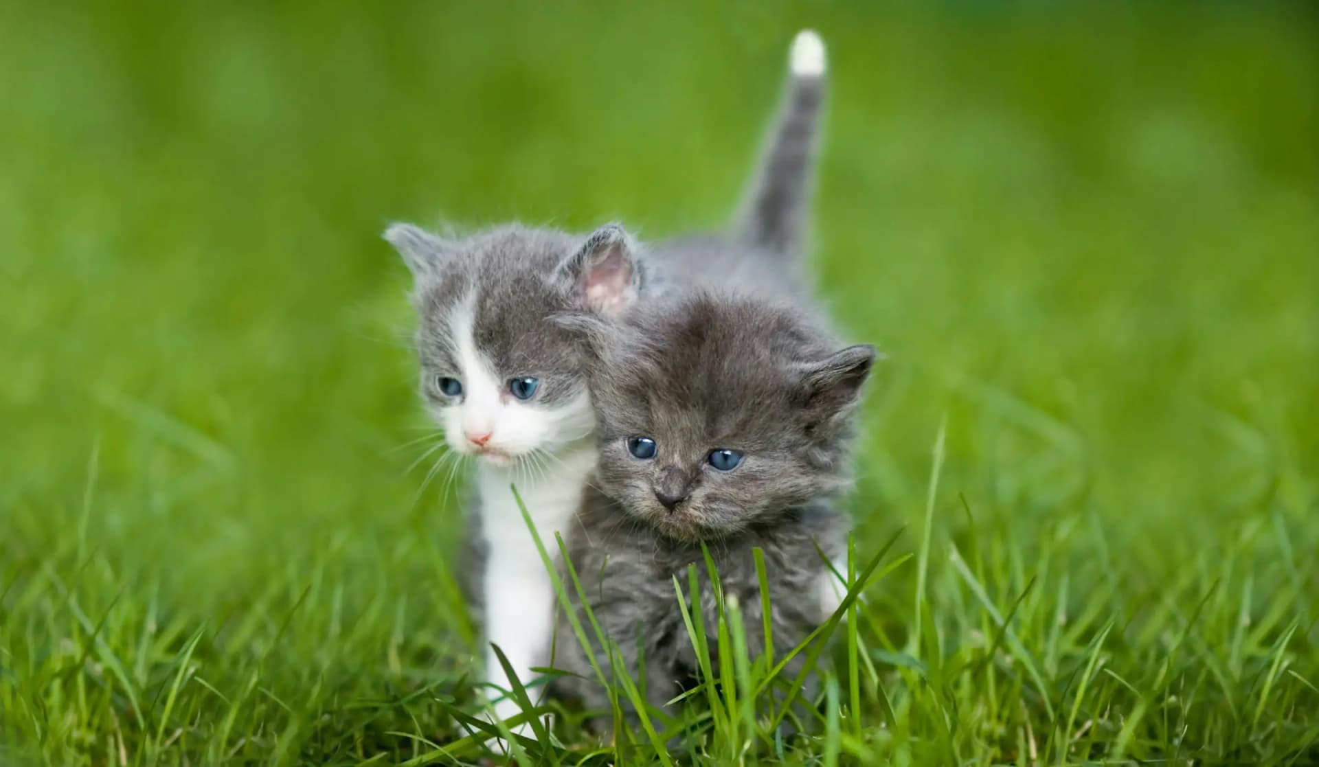 Kitten via opvang of herplaatsing