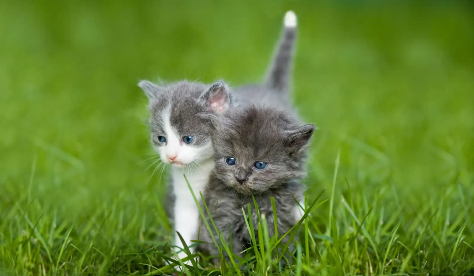Bekijk alle kittens op KittenPlein