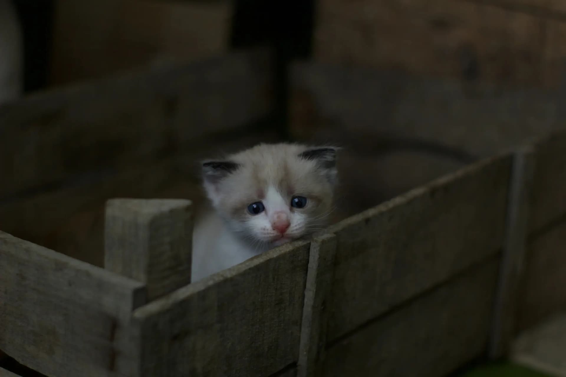 Hoe lang is een kat zwanger? Week voor week
