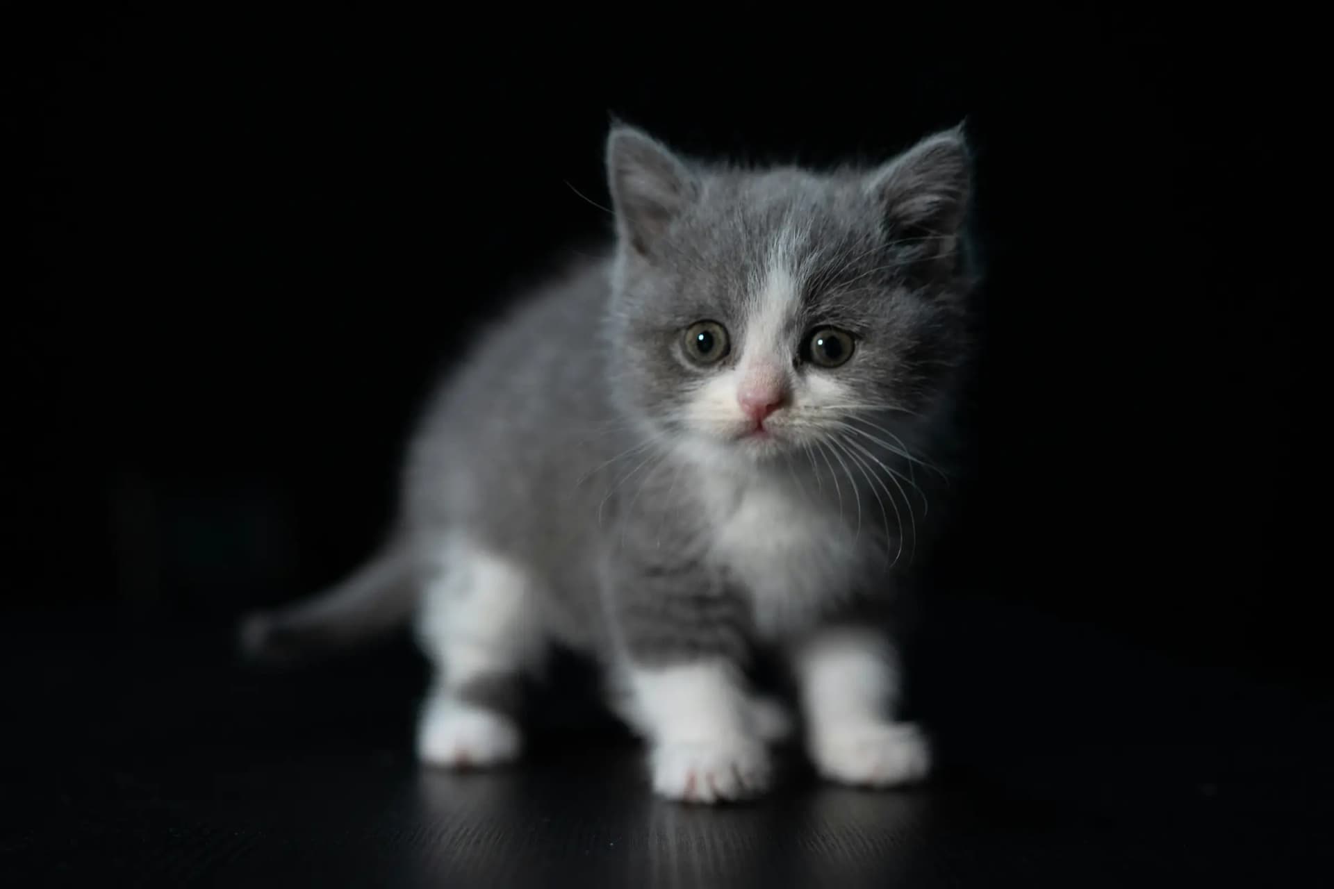 Gratis kitten afhalen: verstandig of risico?